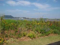 風にそよぐ草花たち